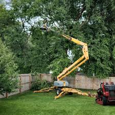 Best Fruit Tree Pruning  in Marysville, CA