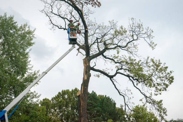 Best Palm Tree Trimming  in Marysville, CA