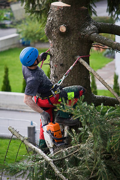 Best Root Management and Removal  in Marysville, CA