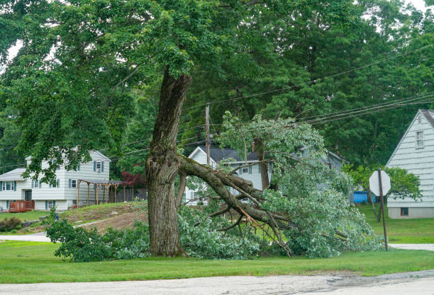 Best Tree Disease Treatment  in Marysville, CA