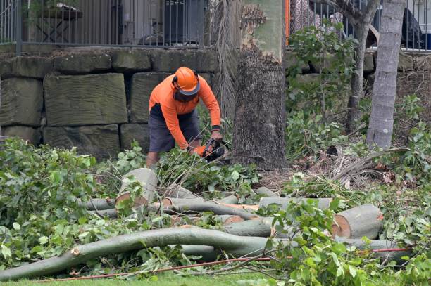 Why Choose Our Tree Removal Services in Marysville, CA?