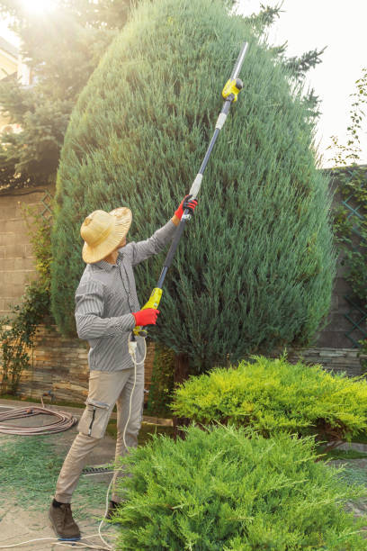 Reliable Marysville, CA  Tree Services Solutions