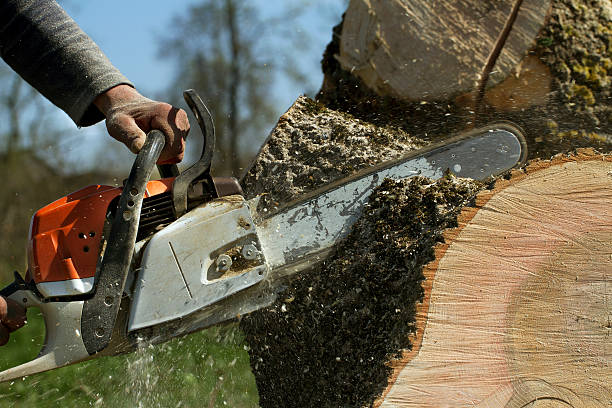 Best Leaf Removal  in Marysville, CA